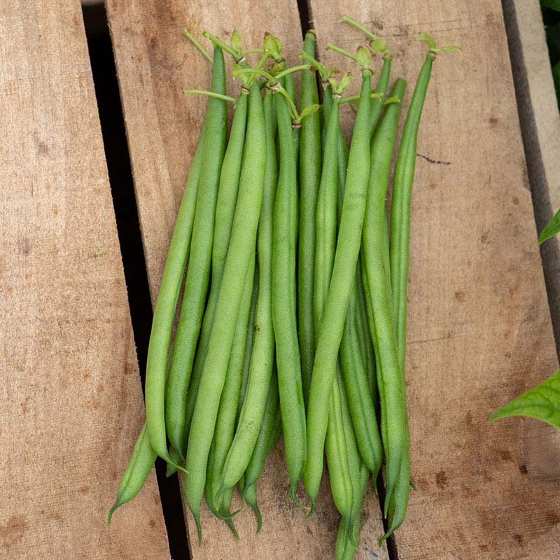Bean Elegance Seed