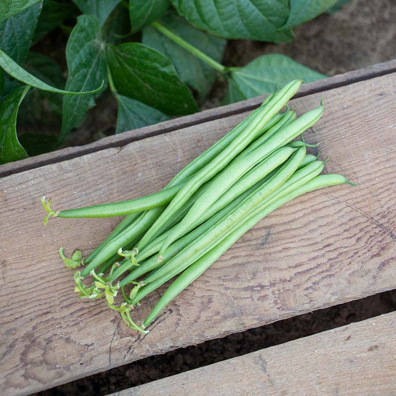 Bean Elegance Seed