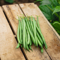 Bean Elegance Seed