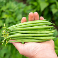 Bean Elegance Seed
