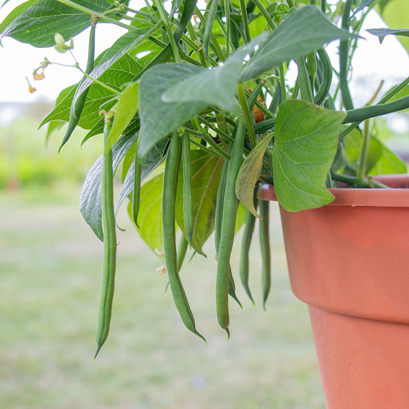Bean Elegance Seed