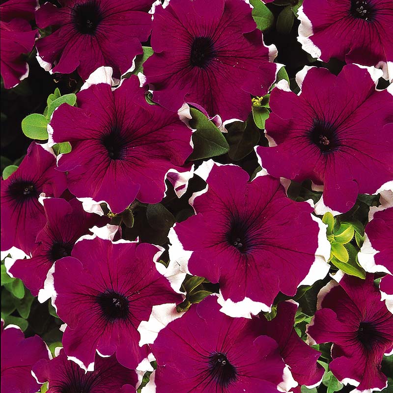 Petunia Dreams Picotee Burgundy F1 Seed