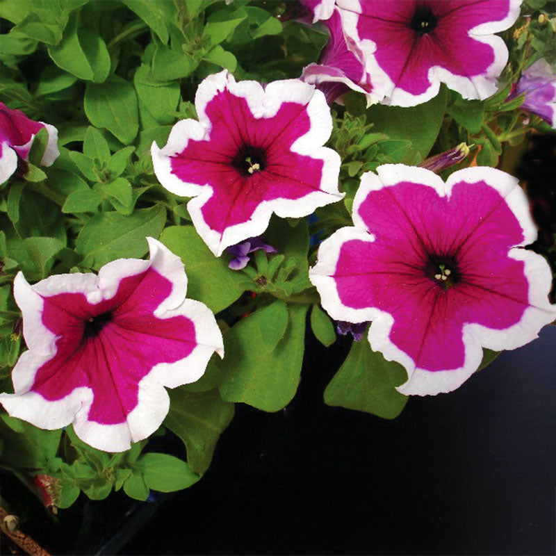 Petunia Dreams Picotee Burgundy F1 Seed