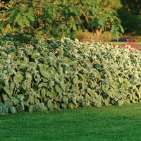 Plectranthus Silver Shield Seed