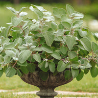 Plectranthus Silver Shield Seed