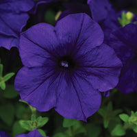Petunia Easy Wave Blue F1 Seed