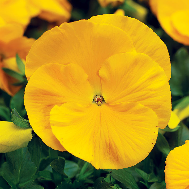 Pansy Delta Premium Clear Yellow Seed