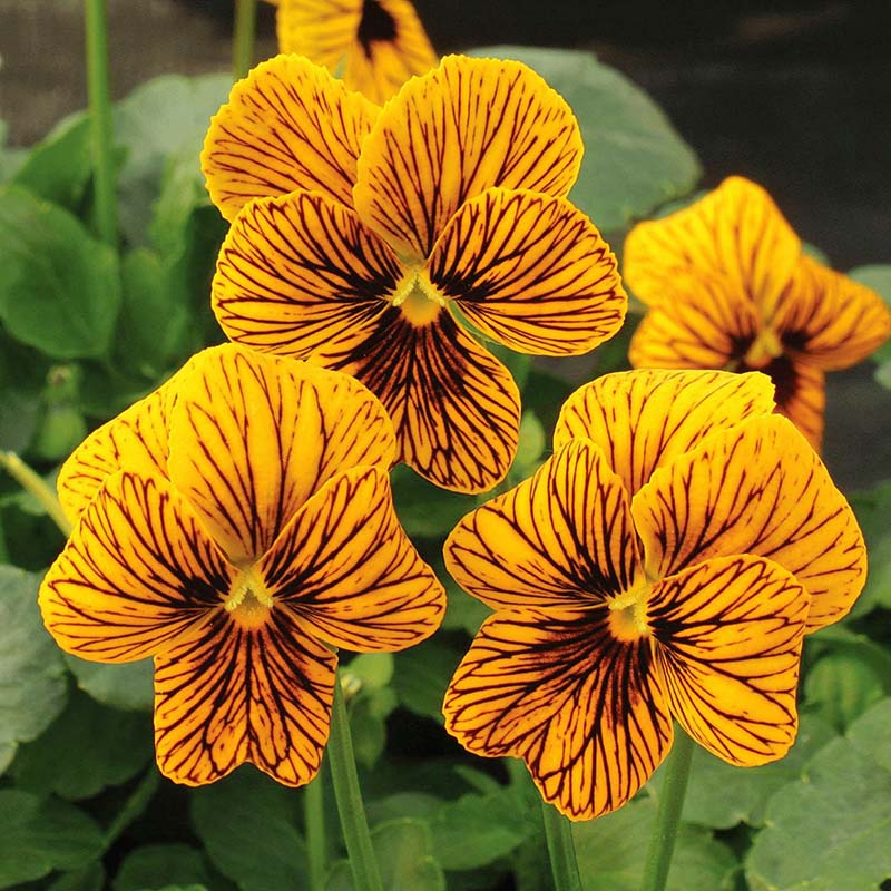 Viola Tiger Eye Yellow F1 Seed