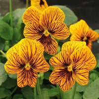 Viola Tiger Eye Yellow F1 Seed