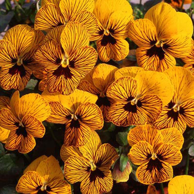 Viola Tiger Eye Yellow F1 Seed