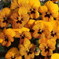 Viola Tiger Eye Yellow F1 Seed