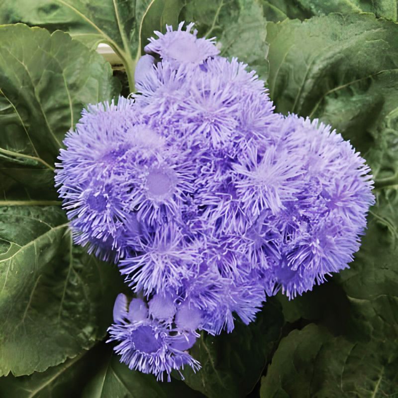 Ageratum High Tide Blue F1 Seed