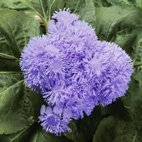 Ageratum High Tide Blue F1 Seed