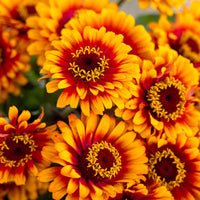 Zinnia Zowie Yellow Flame F1 Seed
