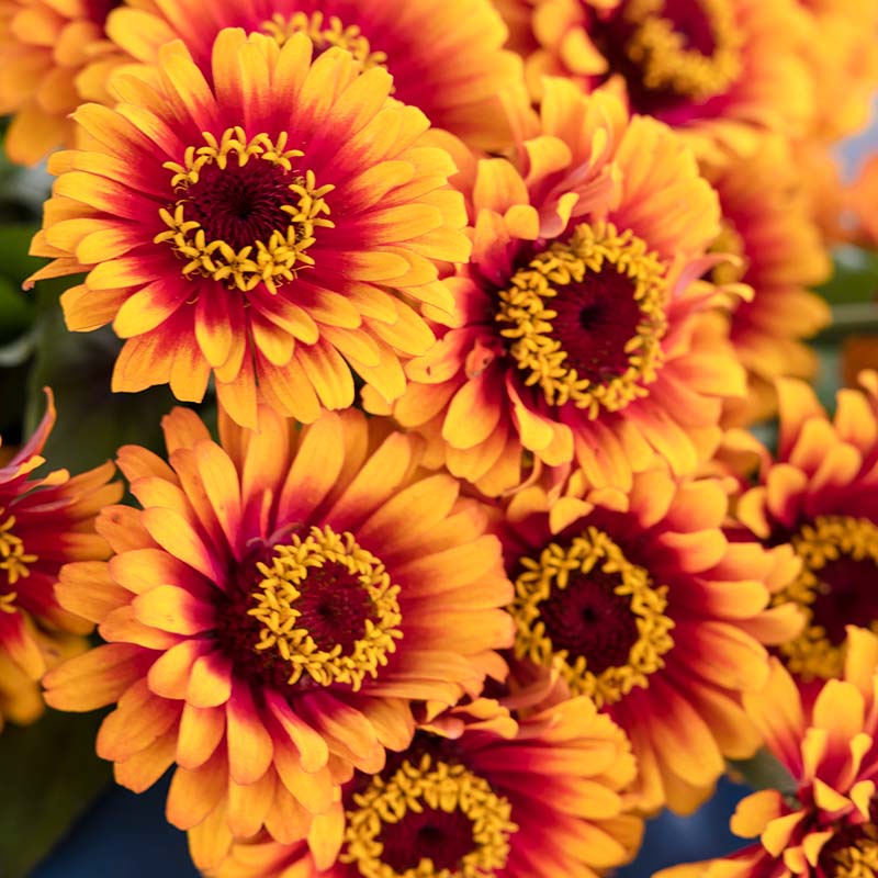 Zinnia Zowie Yellow Flame F1 Seed