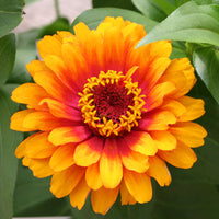 Zinnia Zowie Yellow Flame F1 Seed