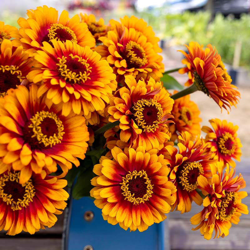 Zinnia Zowie Yellow Flame F1 Seed