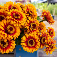 Zinnia Zowie Yellow Flame F1 Seed