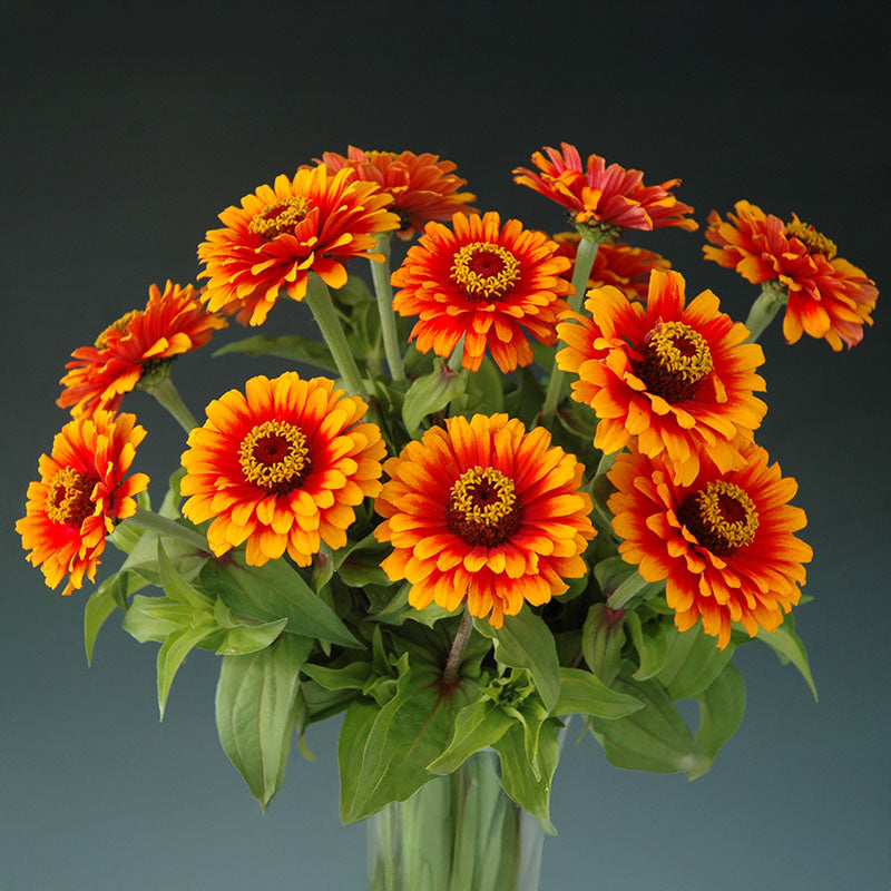 Zinnia Zowie Yellow Flame F1 Seed