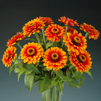 Zinnia Zowie Yellow Flame F1 Seed
