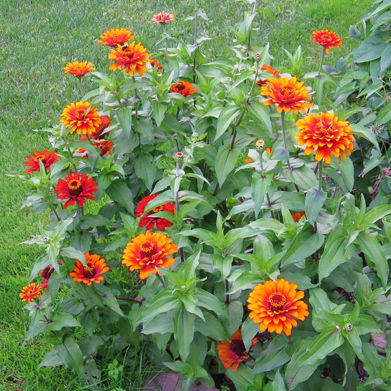 Zinnia Zowie Yellow Flame F1 Seed