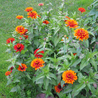 Zinnia Zowie Yellow Flame F1 Seed