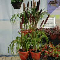 Ornamental Millet Jester F1 Seed