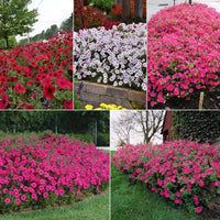 Petunia Tidal Wave F1 Collection Seed