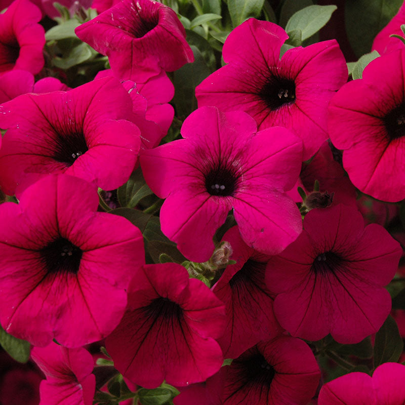 Petunia Tidal Wave F1 Collection Seed