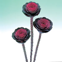 Ornamental Kale Crane Red F1 Seed
