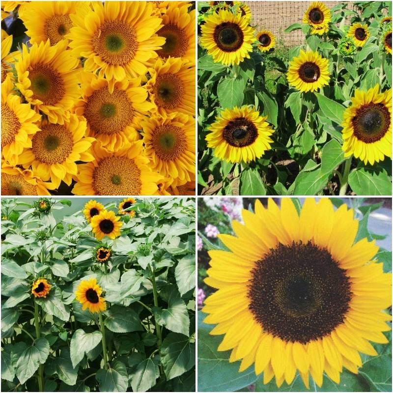 Sunflower Pollen-Free Collection Seed