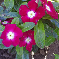 Vinca Pacifica XP Halo Burgundy Seed