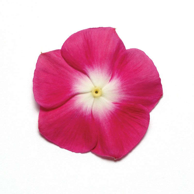 Vinca Pacifica XP Halo Burgundy Seed