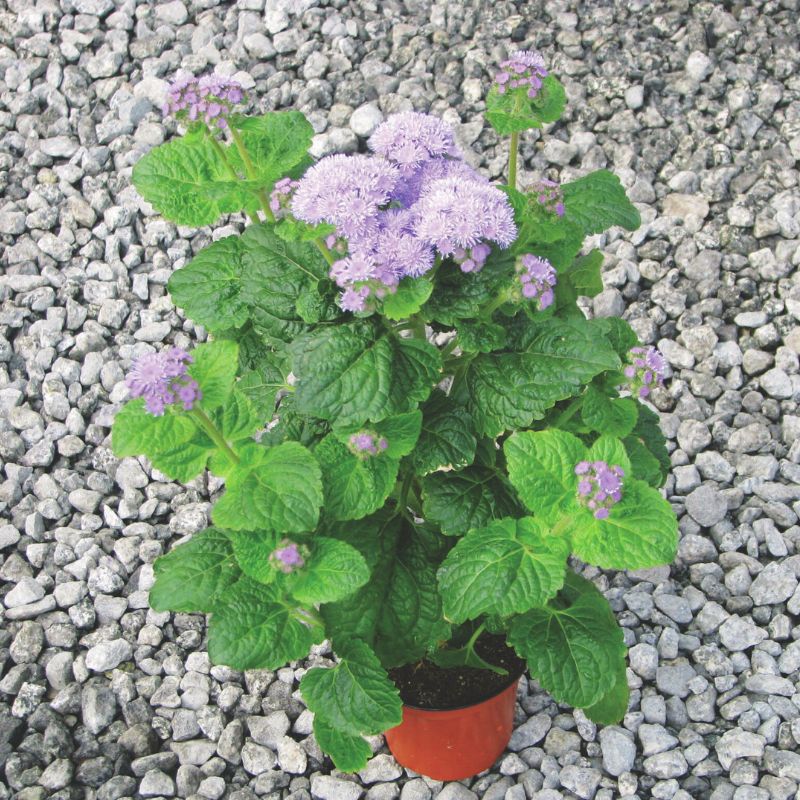 Ageratum Blue Planet F1 Seed