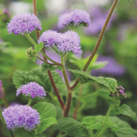 Ageratum Blue Planet F1 Seed