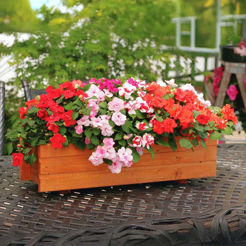 Impatiens Athena Mix F1 Seed