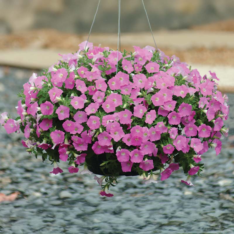 Petunia Shock Wave Pink Shades F1 Seed