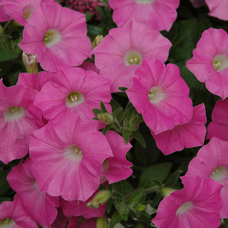 Petunia Shock Wave Pink Shades F1 Seed