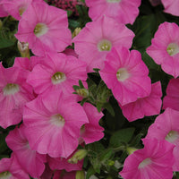 Petunia Shock Wave Pink Shades F1 Seed