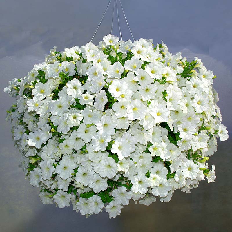 Petunia Opera Supreme White F1 Seed