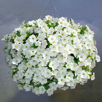 Petunia Opera Supreme White F1 Seed