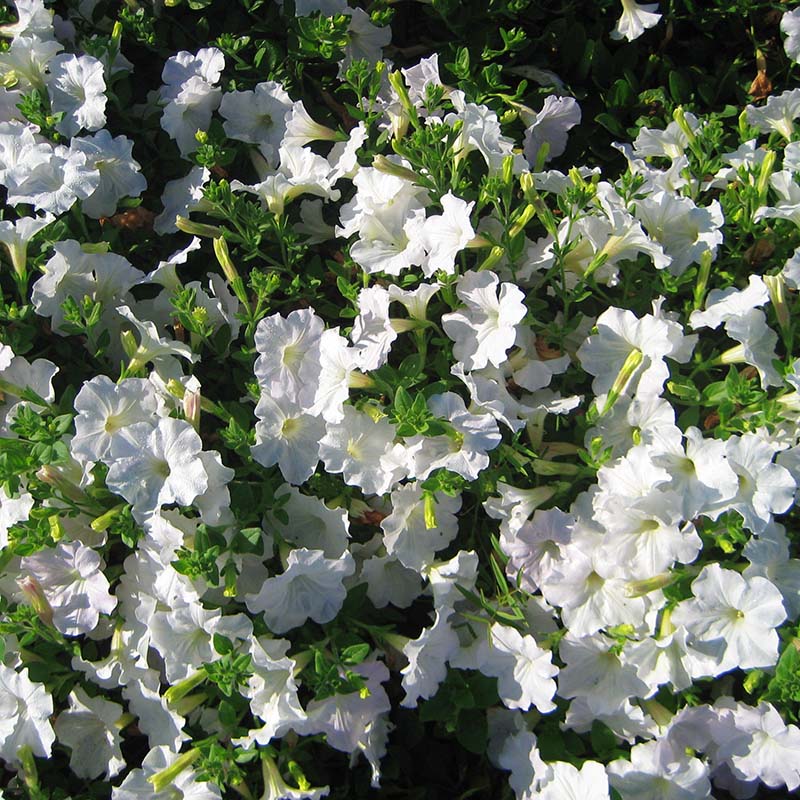 Petunia Opera Supreme White F1 Seed