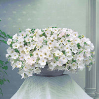 Petunia Opera Supreme White F1 Seed