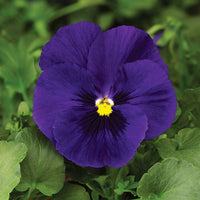 Pansy Delta Premium Mix F1 Seed