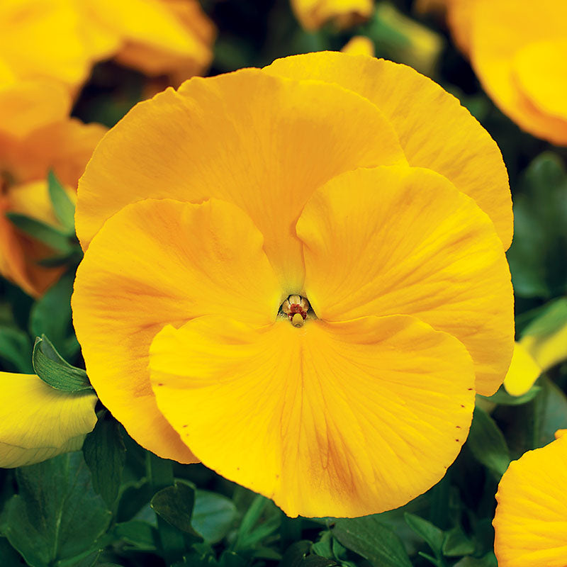 Pansy Delta Premium Mix F1 Seed