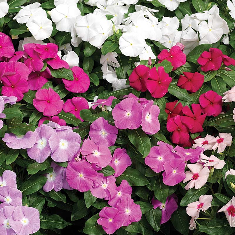 Vinca Cora Mix F1 Seed
