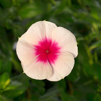 Vinca Cora Mix F1 Seed