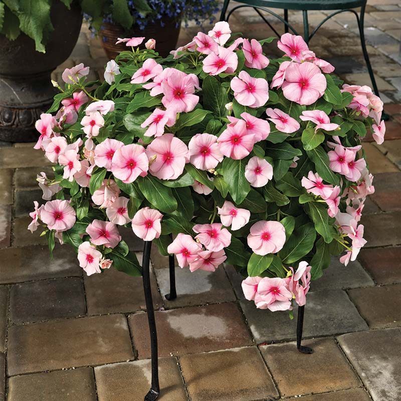 Vinca Cora Mix F1 Seed