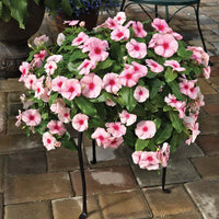 Vinca Cora Mix F1 Seed