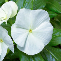 Vinca Cora Mix F1 Seed